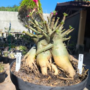 3007 14 Arabicum Dynamo - Adulta