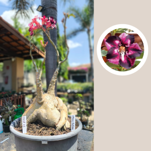 0608 03 Baobá Estrela púrpura Caudex de arabicum