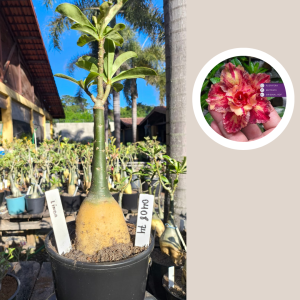 0408 74 Rosa do Deserto Linda