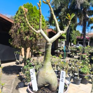 0708 08 Rosa do Deserto KR53