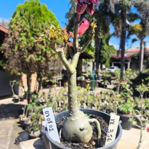 0708 02 Rosa do Deserto KR356