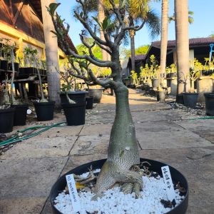 0608 07 Baobá Id Misterioso