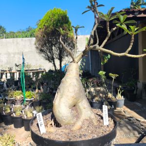 0408 06 Baobá Id Misterioso