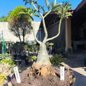 0408 04 Baobá ID Misterioso