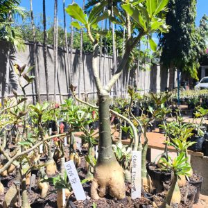 0708 37 Rosa do Deserto Grape Essence