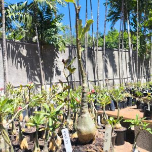 0708 57 Rosa do Deserto KR54