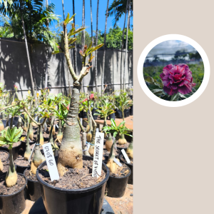 0708 60 Rosa do Deserto The Secret Of Victória