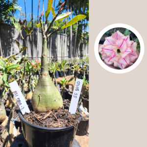 0708 55 Rosa do Deserto Rei Davi II