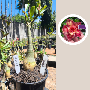 0708 53 Rosa do Deserto Linda