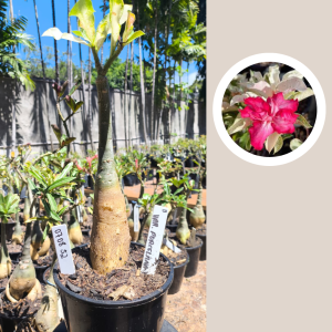 0708 52 Rosa do Deserto Variegata Porcelana