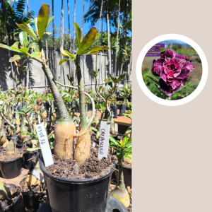 0708 36 Rosa do Deserto Crepusculo Gemeas