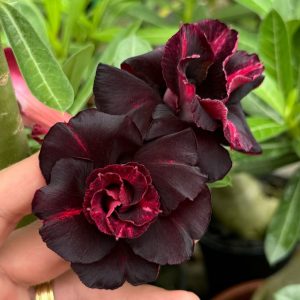 Pré Venda - Rosa do Deserto Trufa Negra