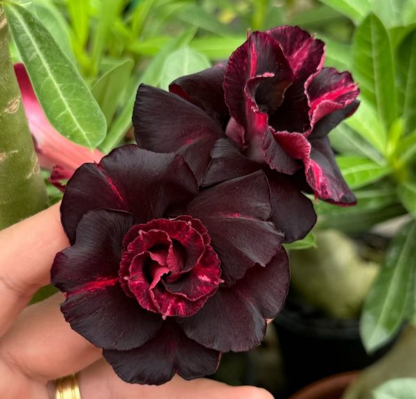 Pré Venda - Rosa do Deserto Trufa Negra