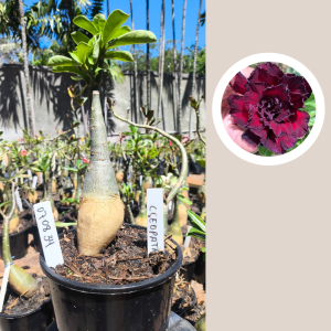 0708 34 Rosa do Deserto Cleópatra