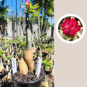 0708 33 Rosa do Deserto Variegata Porcelana