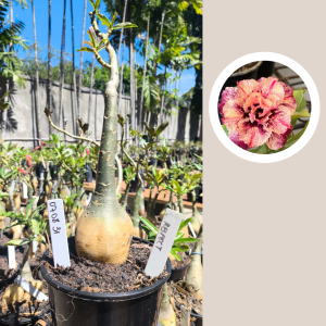 0708 31 Rosa do Deserto Respect