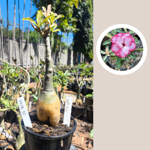 0708 30 Rosa do Deserto Variegata Ice