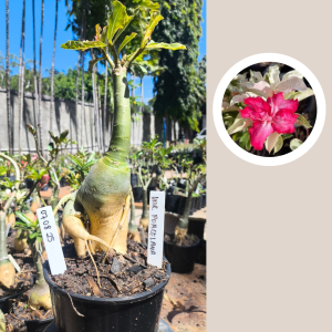 0708 25 Rosa do Deserto Variegata Porcelana