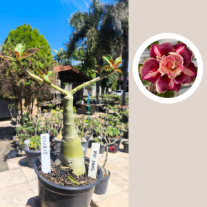 0708 15 Rosa do Deserto Mei Xiang