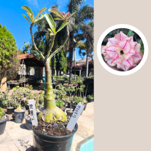 0708 13 Rosa do Deserto Rei Davi II