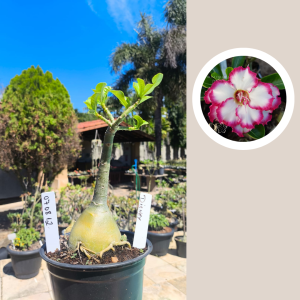 0708 12 Rosa do Deserto Disney