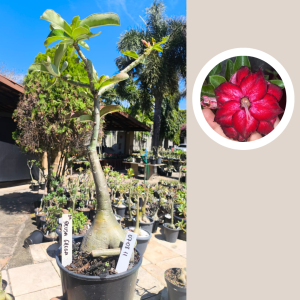 0708 11 Rosa do Deserto Deusa Grega