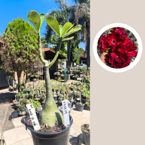 0708 09 Rosa do Deserto Amor de Mae