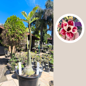 0708 07 Rosa do Deserto Egg Roll