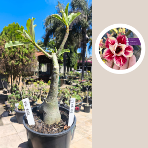 0708 06 Rosa do Deserto Egg Roll