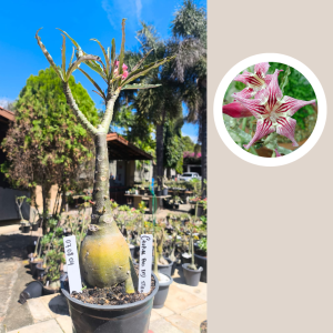 0708 04 Rosa do Deserto Crispum Pull Red