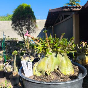 0708 03 Arabicum Spartacus - Adulta