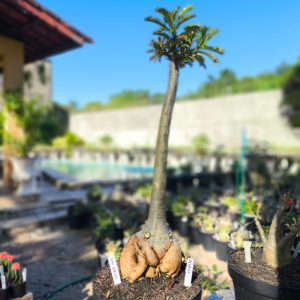 0708 01 Anaconda Chibi Maruko