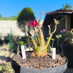 0708 01 Baobá Anchieta