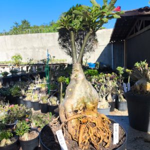 0708 02 Baobá Black Evil