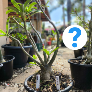 0307 09 Baobá Surprise