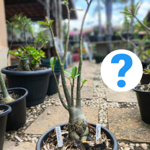 0307 05 Baobá Surprise