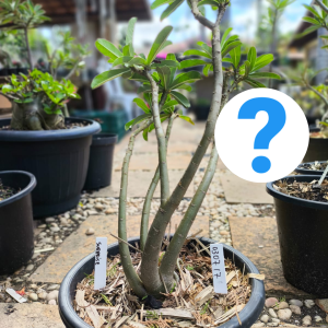 0307 17 Baobá Surprise