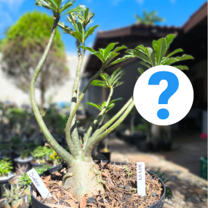 3107 07 Baobá Surprise