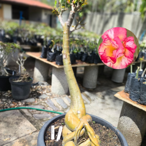 0407 01 Baobá Camaleão