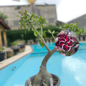 1107 02 Baobá Akachi