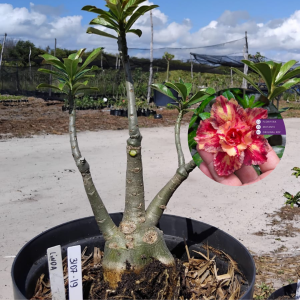 3107 19 Baobá Linda