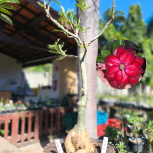 2507 03 Baoba Deusa Grega