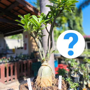 2507 04 Baoba Surprise