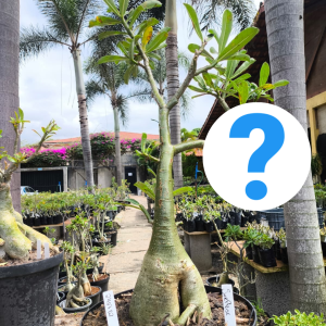 2407 02 Baoba Surprise