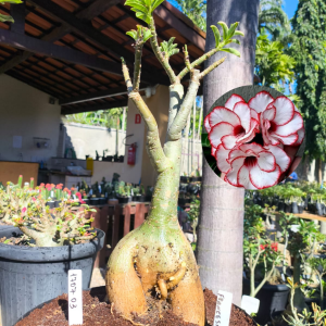 1707 03 Baoba Francesinha