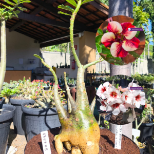 1707 05 Baoba Xiqui Xiqui + Lucky white C. Arabicum