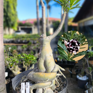 1107 03 Baobá Lilac