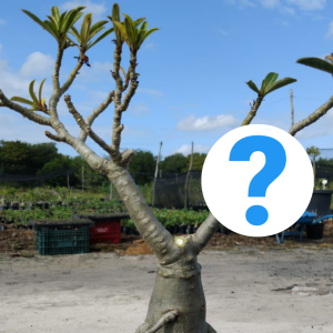 0506 18 Baobá id Misterioso viveiro