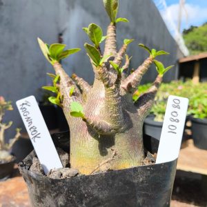 0808 01 Arabicum Ragnarok F2 12 meses