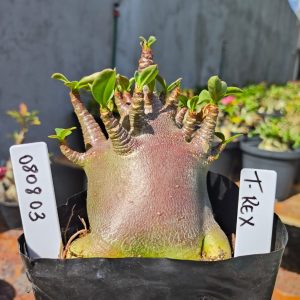 0808 03 Arabicum T-rex F2 12 meses